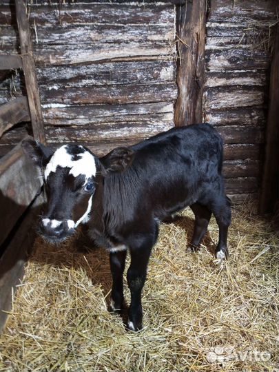 Бычёк и тёлочка