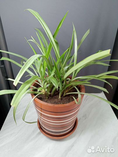 Хлорофитум