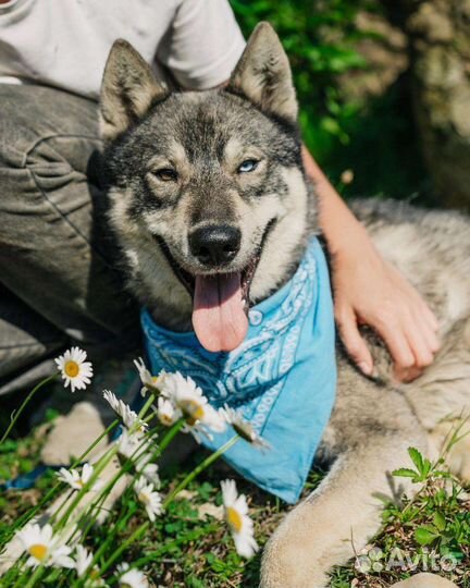 Метис лайки