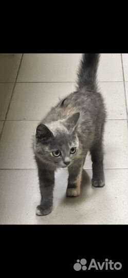 Котёнок девочка