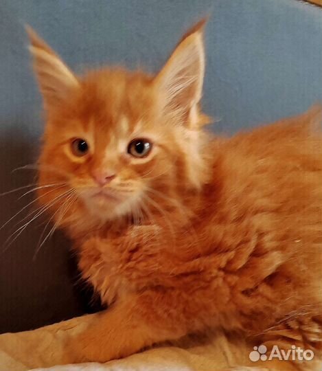 Мейн-кун солнышко в вашем доме