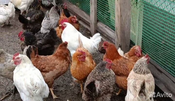 Кур несушек