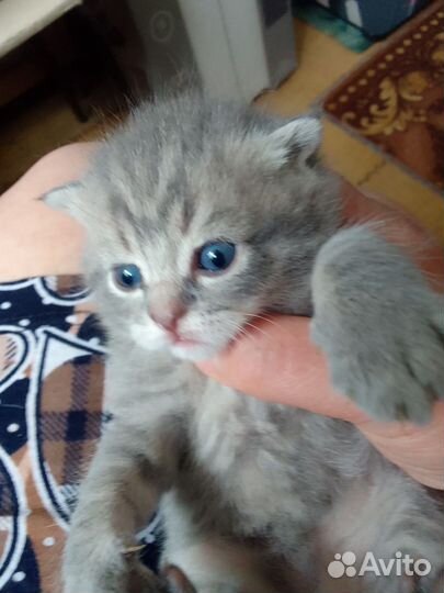 Британские котята