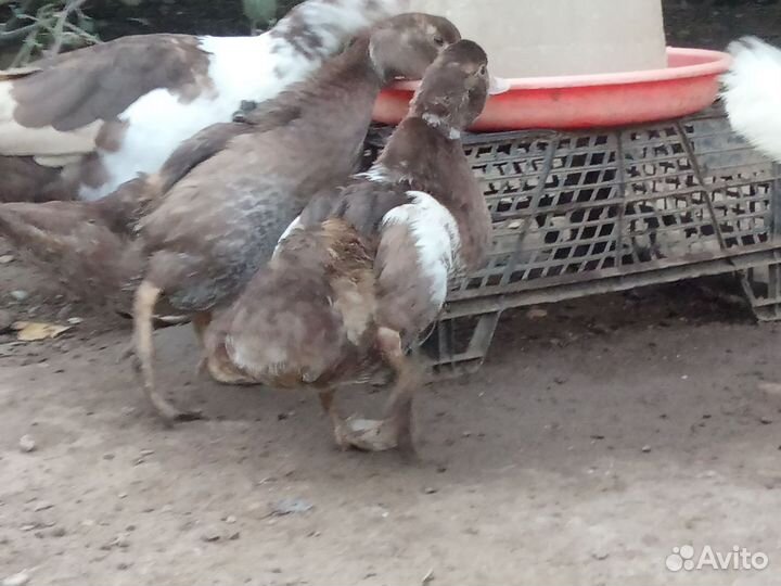 Мускусные утки