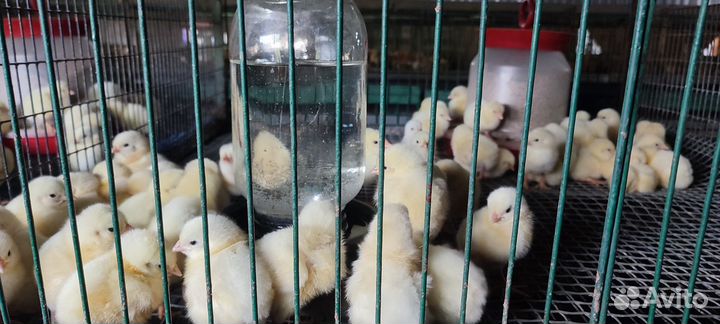 Цыпленок бройлер суточный росс 308
