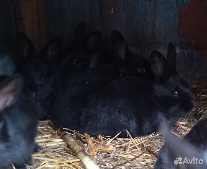 Кролики мясных пород