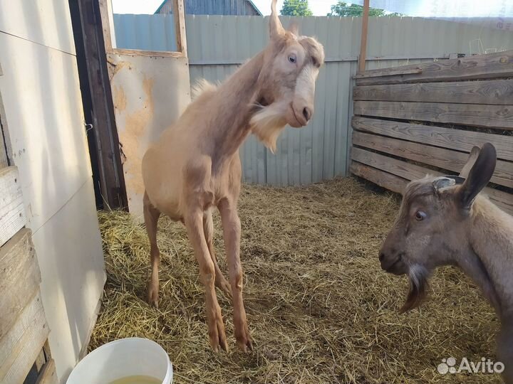 Козлы производители