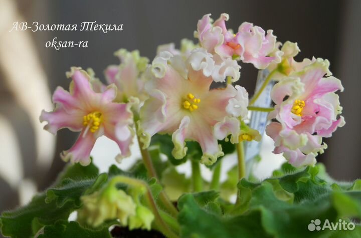 Фиалки детки