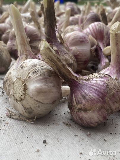 Чеснок домашний