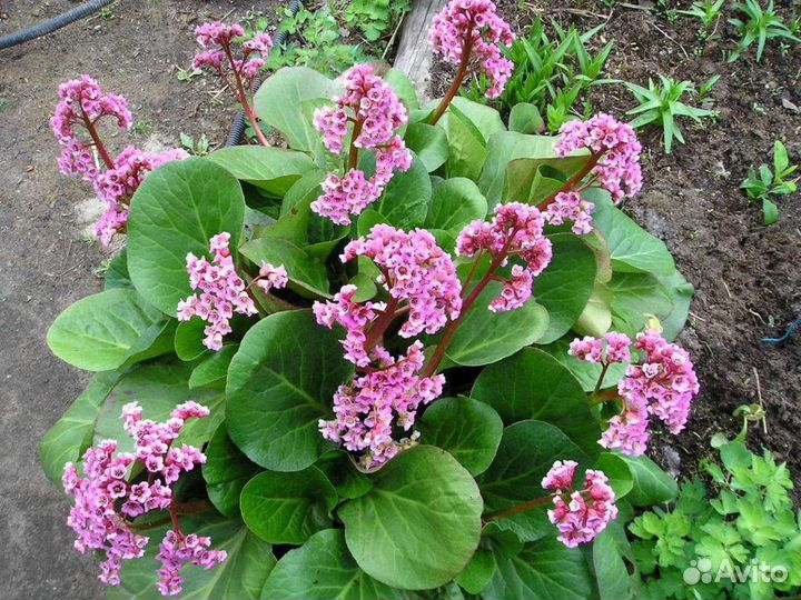 Дармера, бадан, аюга