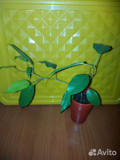 Фикус бенджамина
