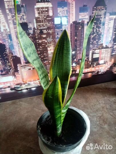 Сансевиерия Футура суперба