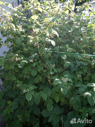 Ремонтантная малина, Таруса