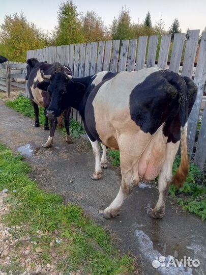 Коровы дойные молочные