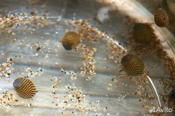 Улитки теодоксус и фильтратор дрейсена