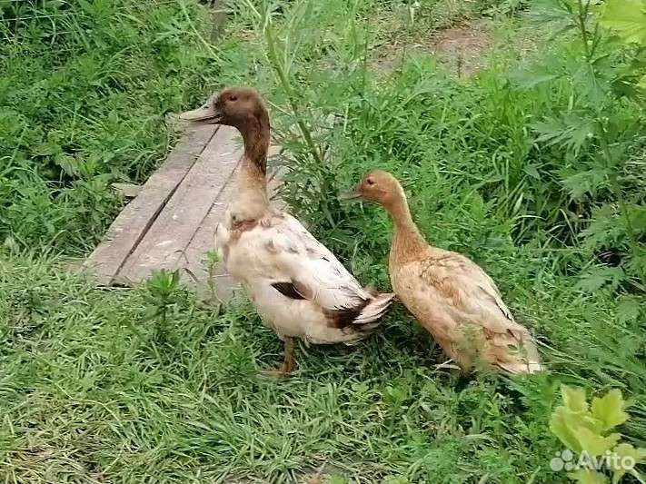 Утки хаки кэмпбелл, каюга