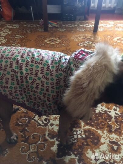 Жилетка для собак