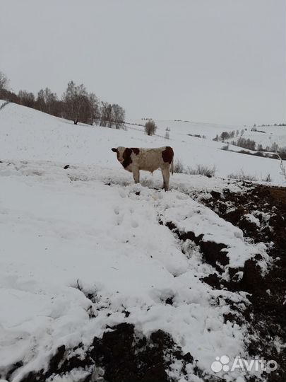 Бык и бычки