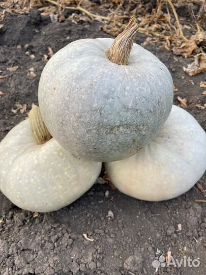 Тыква жаба и адыгейская