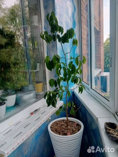 Листья Бога,лимон,дерево любви и тд