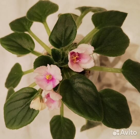 Фиалки цветущие