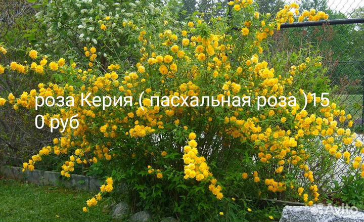 Многолетники для сада цветы