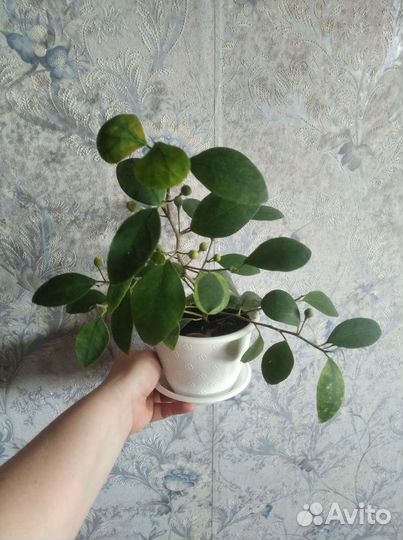 Фикус диверсифолия