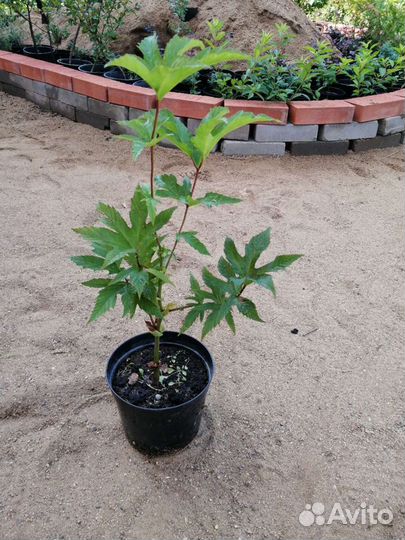 Таволга (Лобазник)