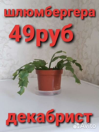 Комнатный цветок растения