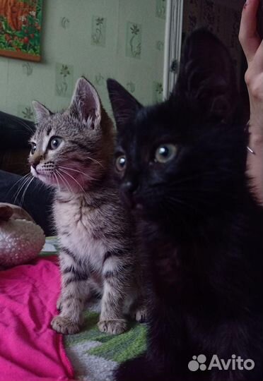 Котята