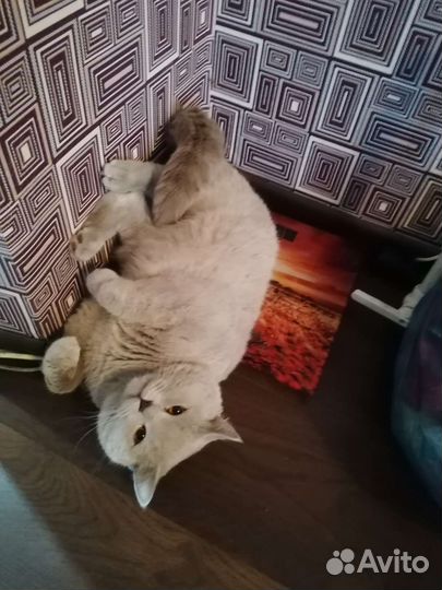 Британец вязка