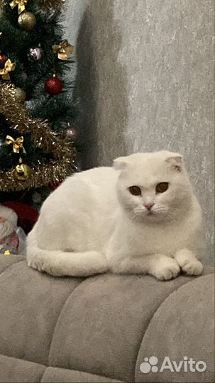Котенок шотландский помесь
