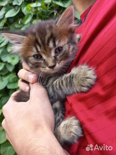 Котята