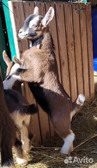 Камерунские карликовые козлятки