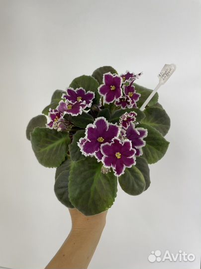 Цветущие фиалочки на подарок