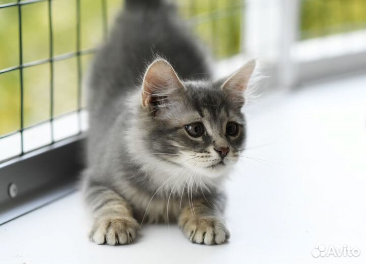 Котенок Бетти в добрые руки