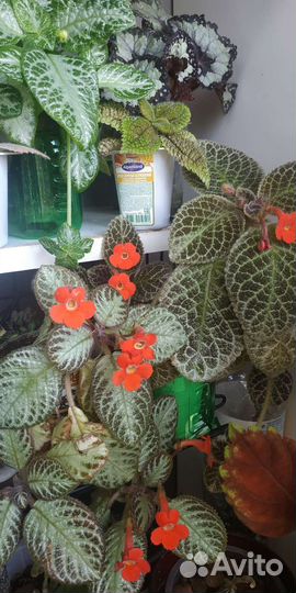 Эписции сортовые