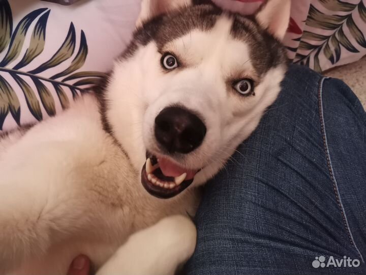 Сибирский хаски вязка