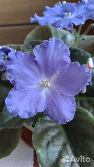 Цветущая фиалка сине-фиолетового цвета в горшке