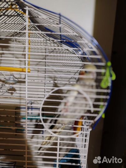 Попугай корелла девочка