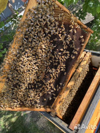 Продам пчел