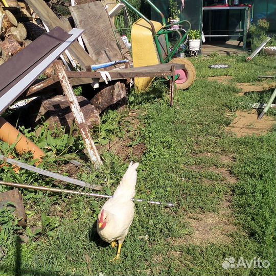 Молодые петухи