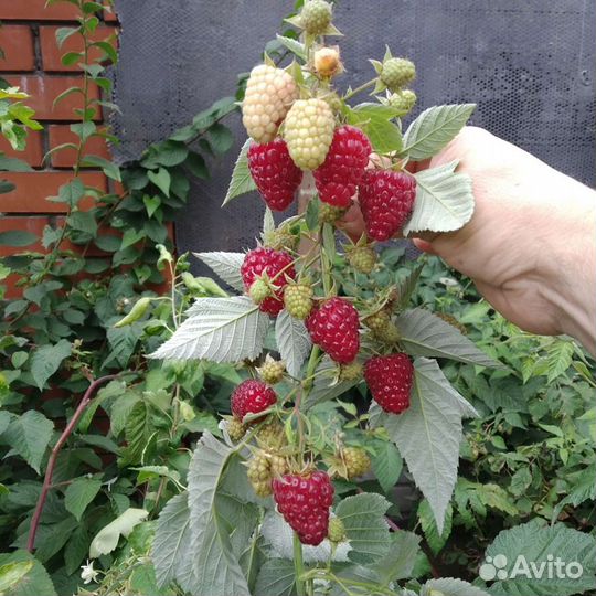 Малина Гордость России