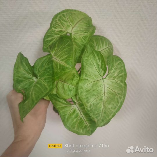 Сингониум голд Алюжн