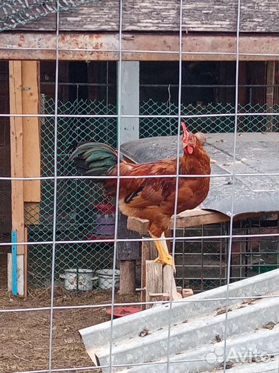 Красавцы петушки