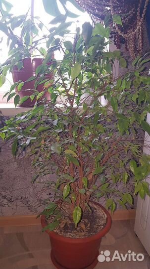 Фикус бенджамина