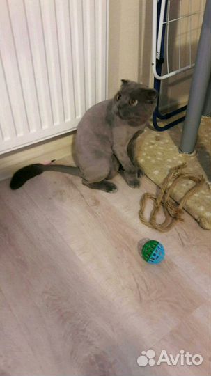 Стрижка кошек и собак без наркоза