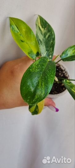 Филодендрон меджик маск