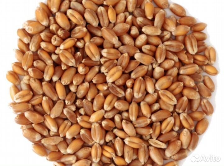 Зерно пшеница ячмень