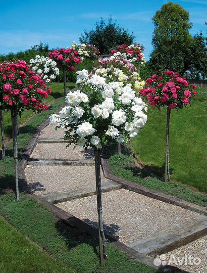 Розы на штамбе